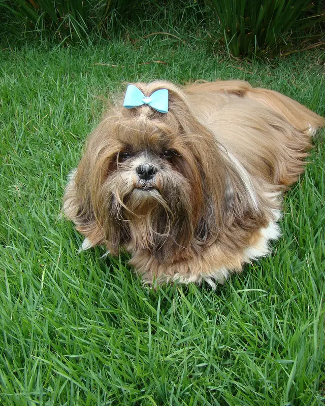 Shih tzu deitado na grama com laço azul